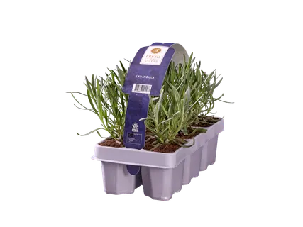 Lavendel in tray