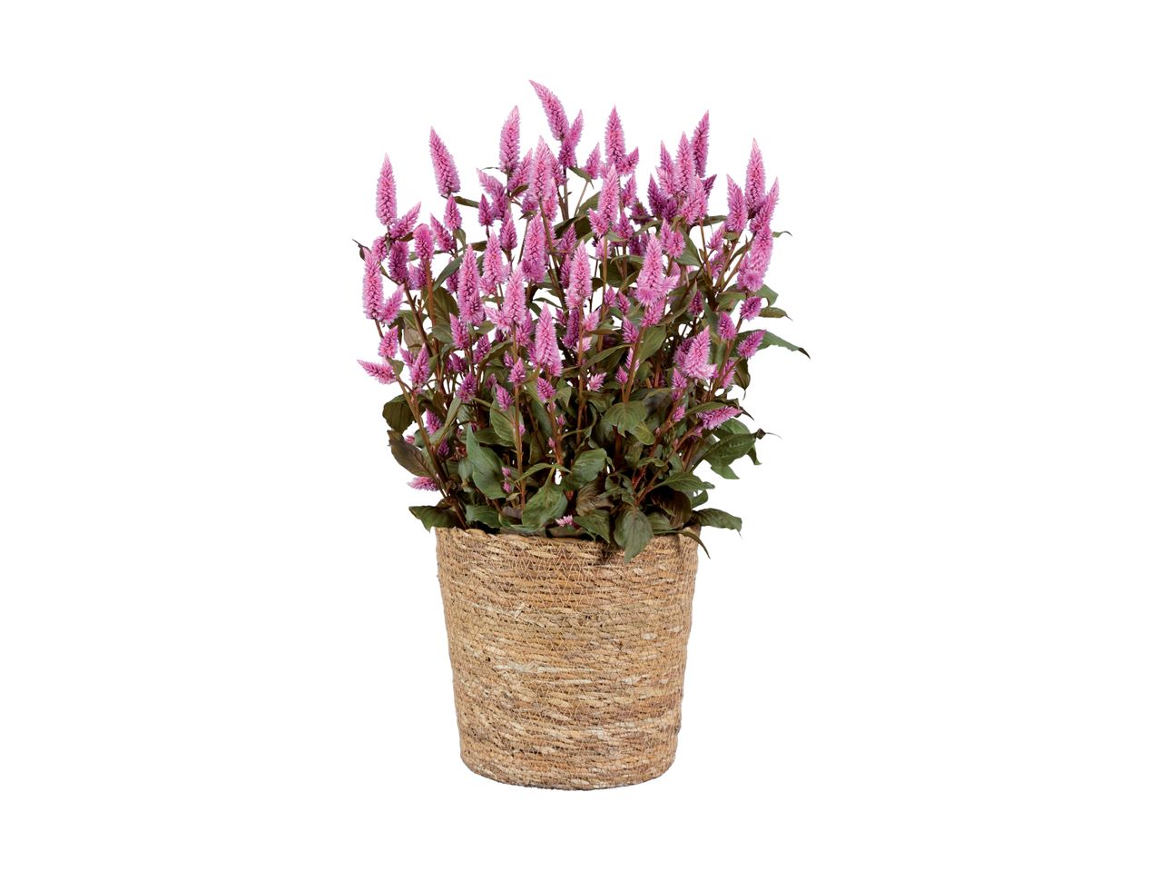 Pink celosia plant in a beige pot.