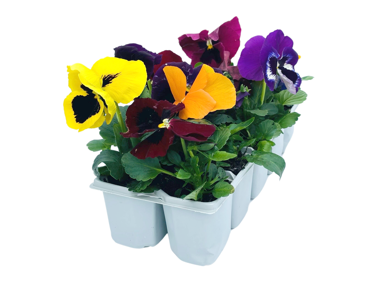 Colorful pansy bedding plants in a white tray.