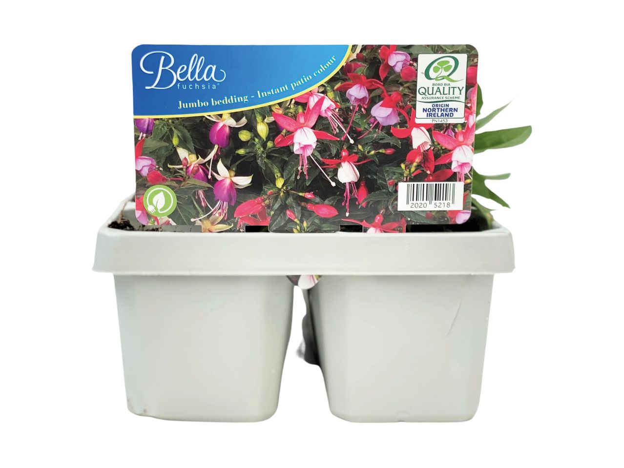 Fuchsia plants in a four-pack, labeled as 'Jumbo bedding - Instant patio colour' with a quality assurance scheme.