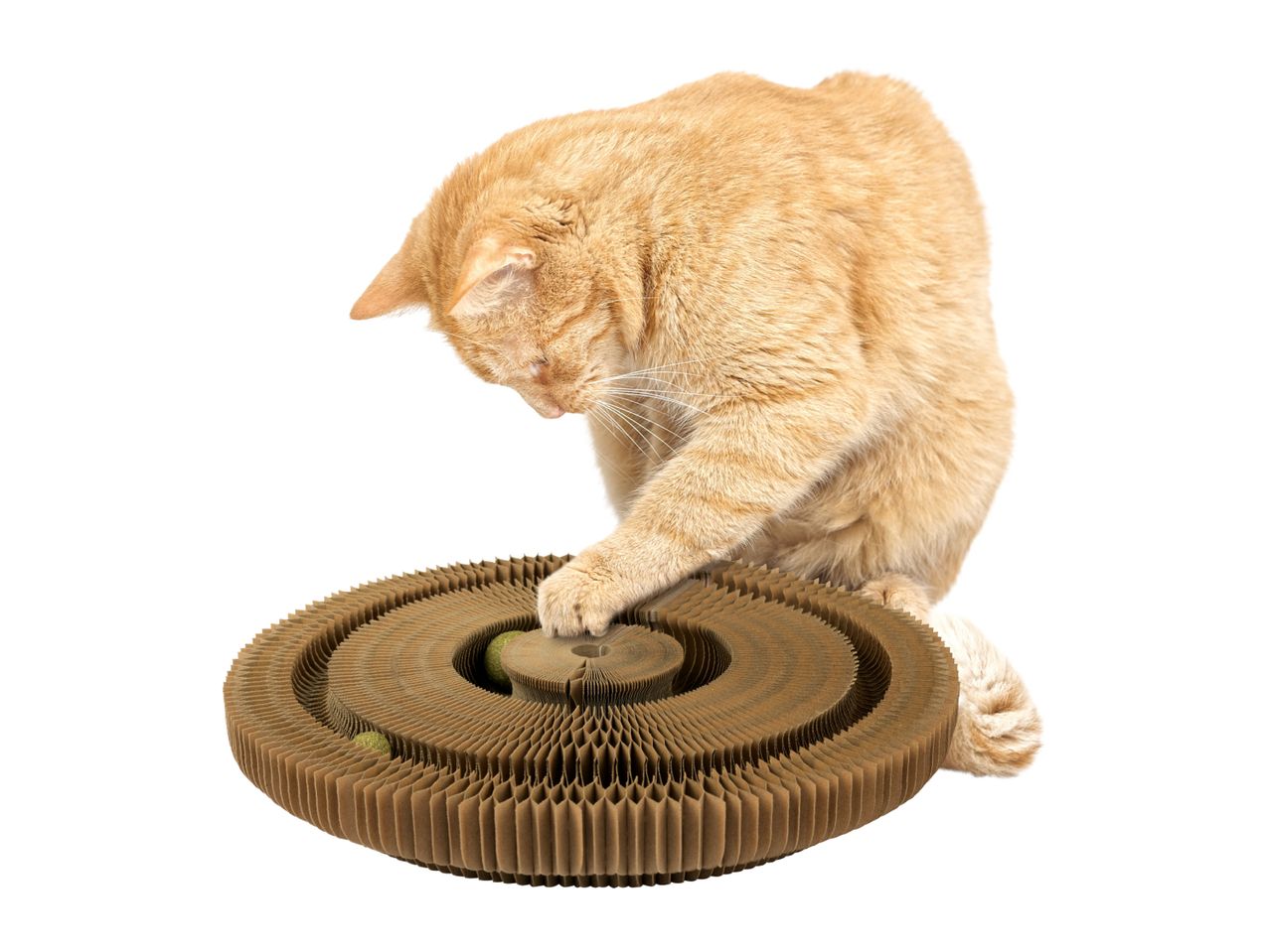 Ginger cat playing with a circular cardboard cat scratcher toy with balls.