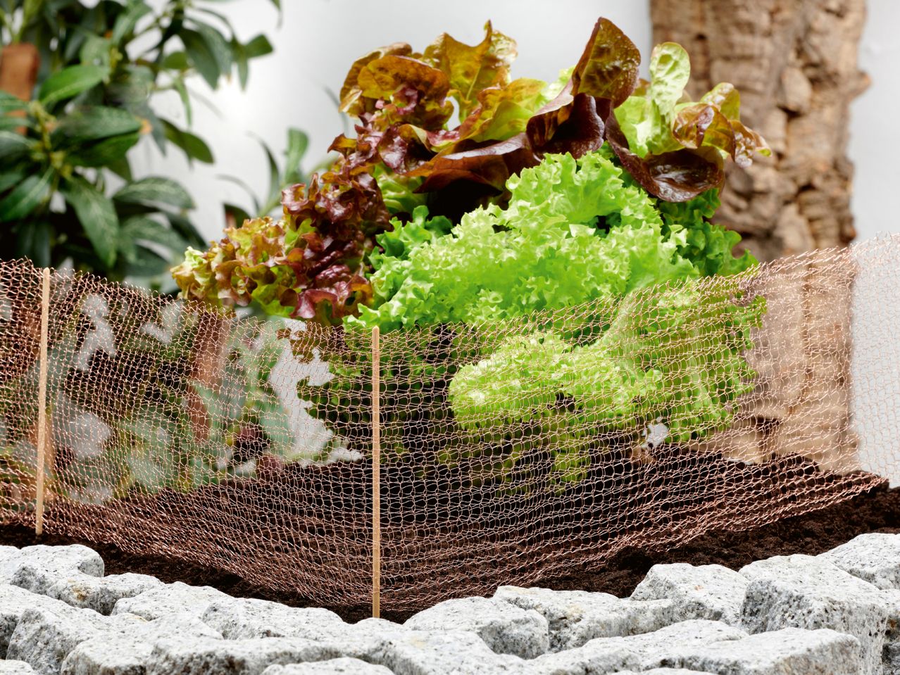 Fresh green and red lettuce growing in soil, protected by a copper mesh fence.