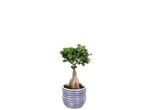 Ficus bonsai in a blue and white pot.
