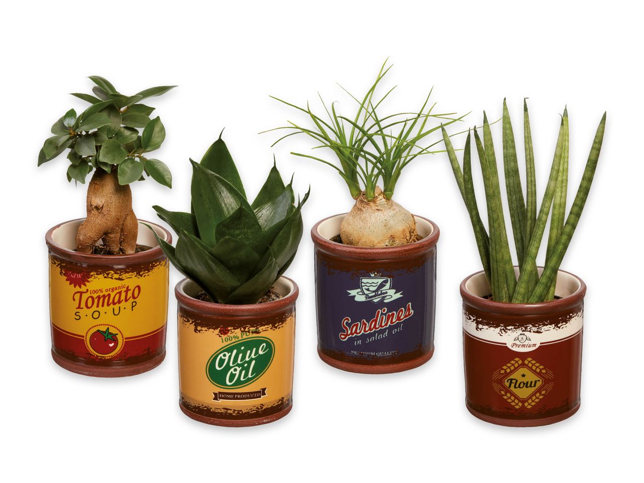 Four small Green Plants in vintage-style pot.