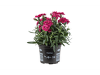 A Dianthus plant in a black pot, with vibrant pink flowers.