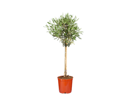 Plante méditerranéenne