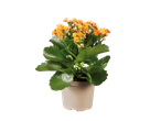 Planta Kalanchoe em um vaso bege.