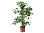 Medium Houseplant: A tall, leafy green plant in a brown pot on a black background.