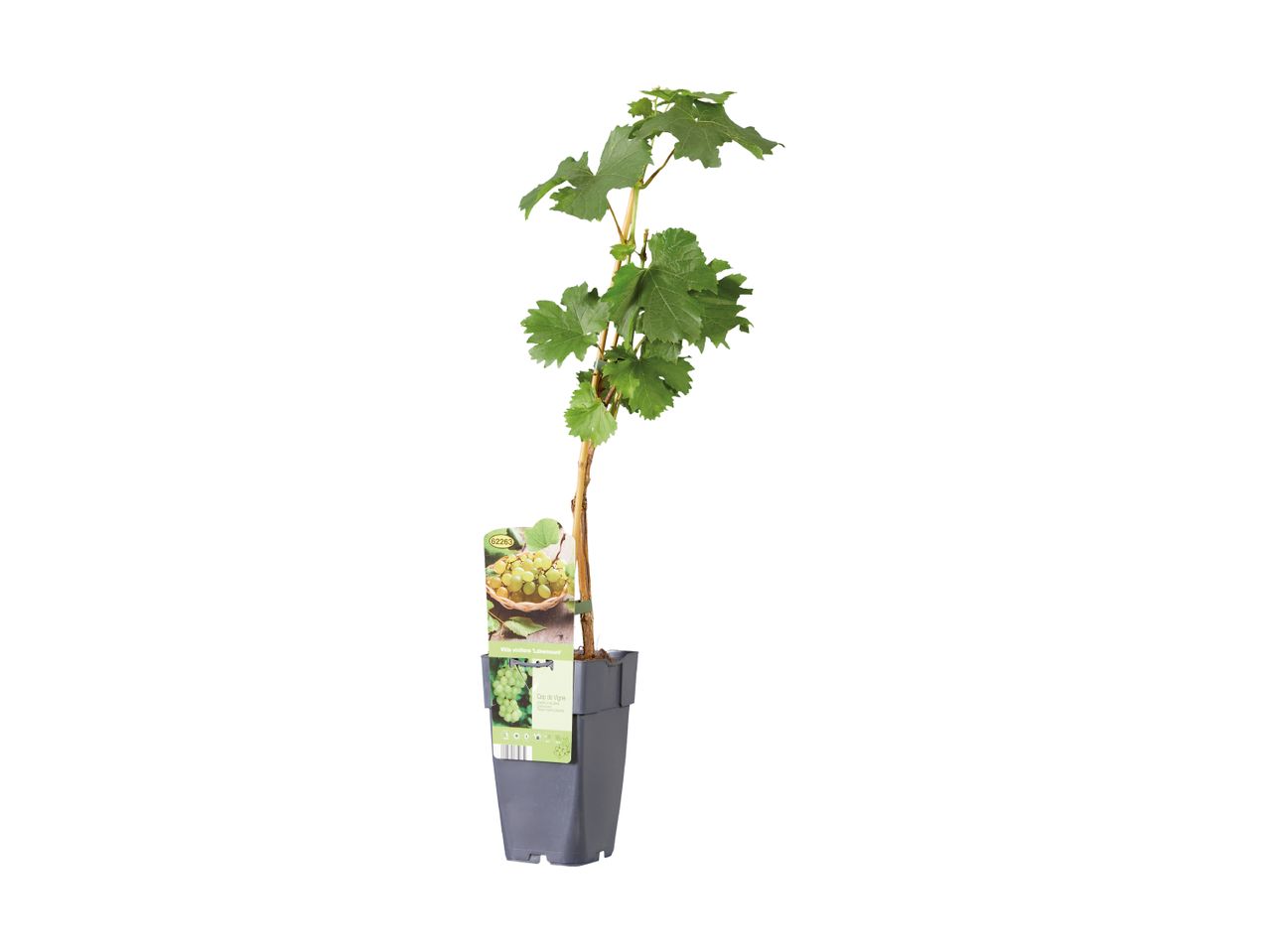 A young Lakemount grapevine plant in a gray pot with product label.