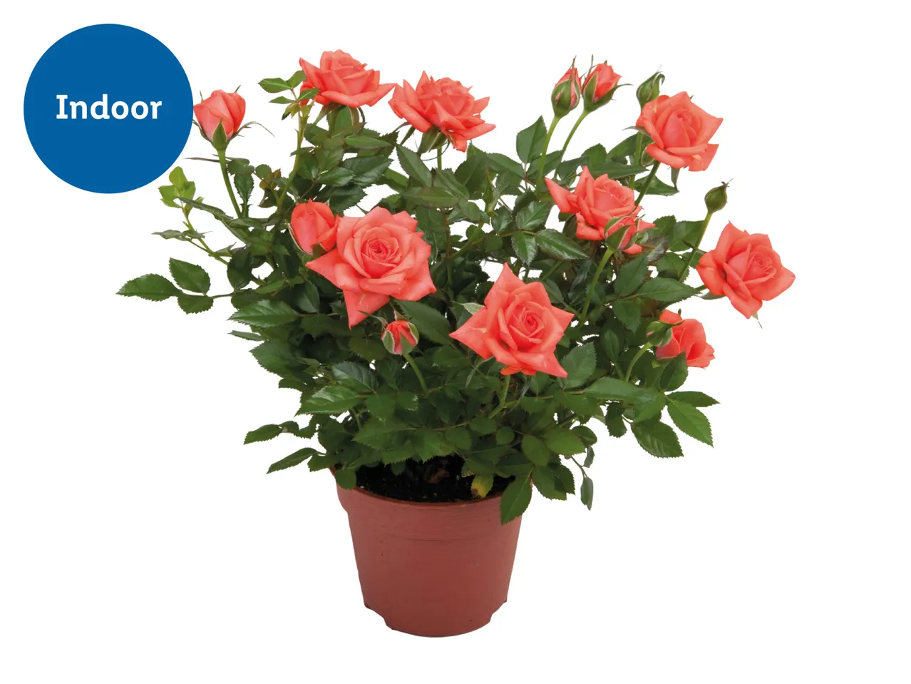 Potted indoor rose plant with vibrant coral-colored blooms.