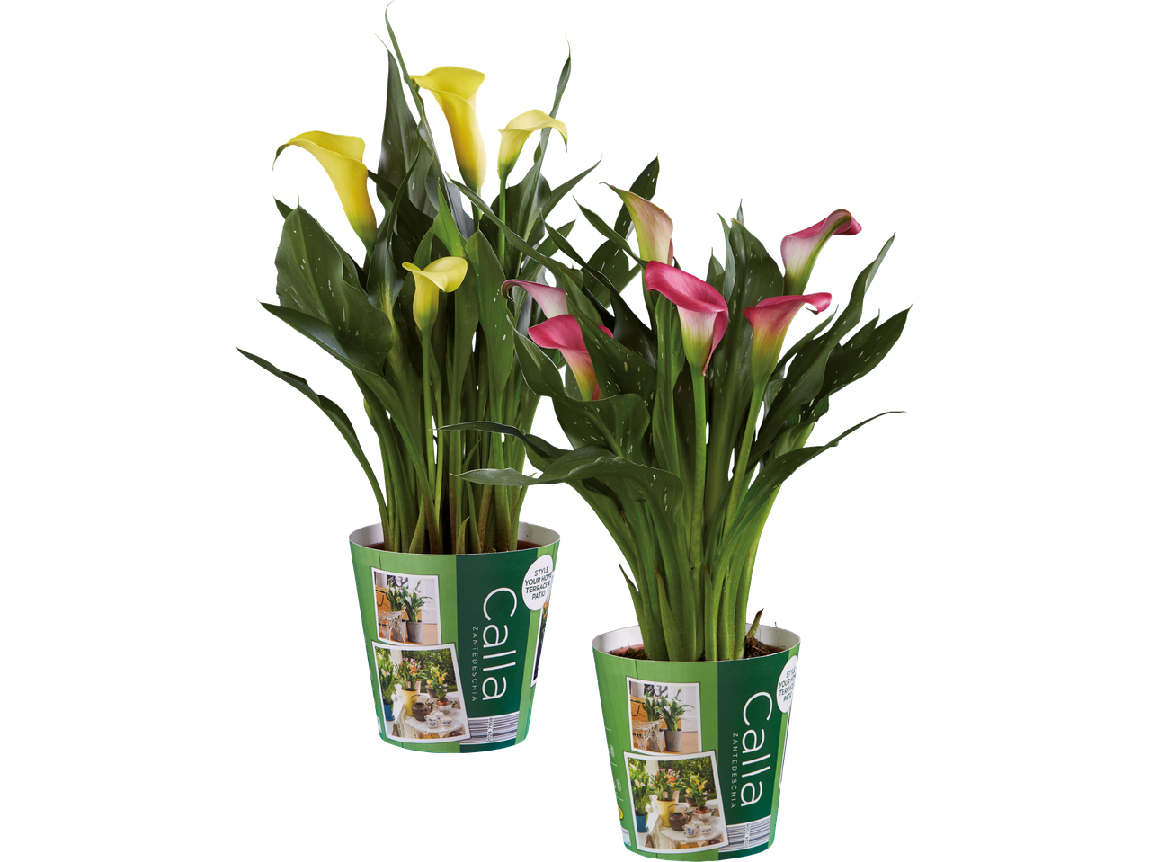 Två krukor med blandade Calla-liljor.