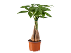 Laurbærfigen ou castanheiro da sorte num vaso castanho