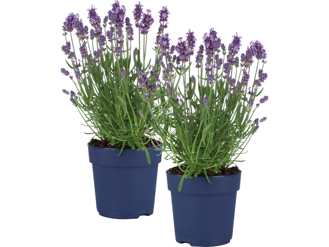 Två lavendelplantor i blå krukor.