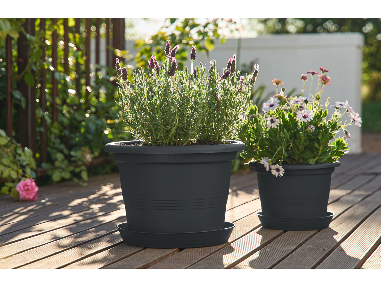 Două ghivece Parkside cu lavandă și margarete pe o terasă din lemn.