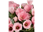 Um buquê de flores Lisianthus rosa claro.