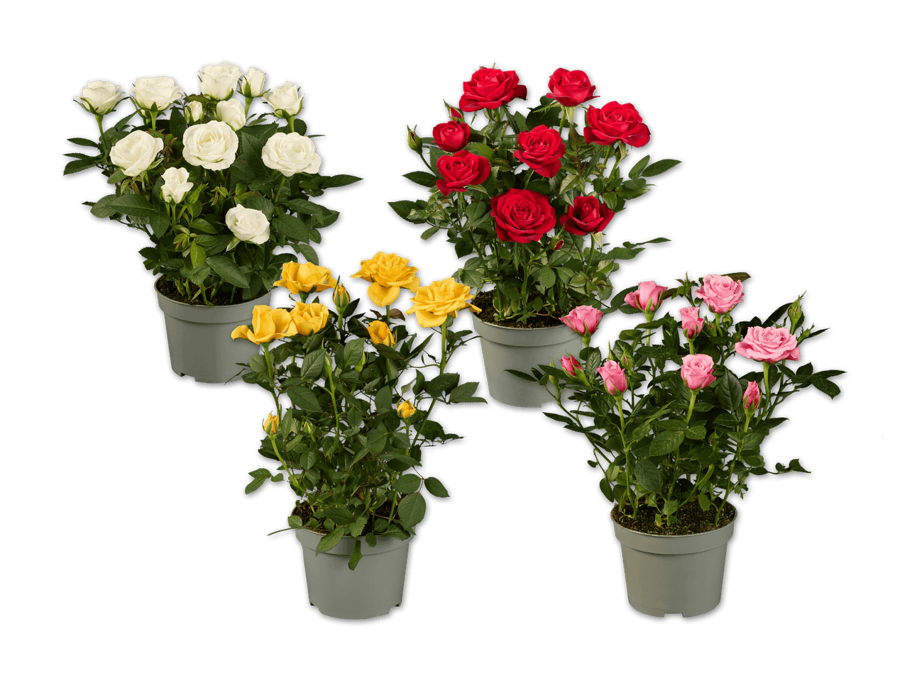 Vier Topfrosen in Weiß, Rot, Gelb und Rosa vor schwarzem Hintergrund.