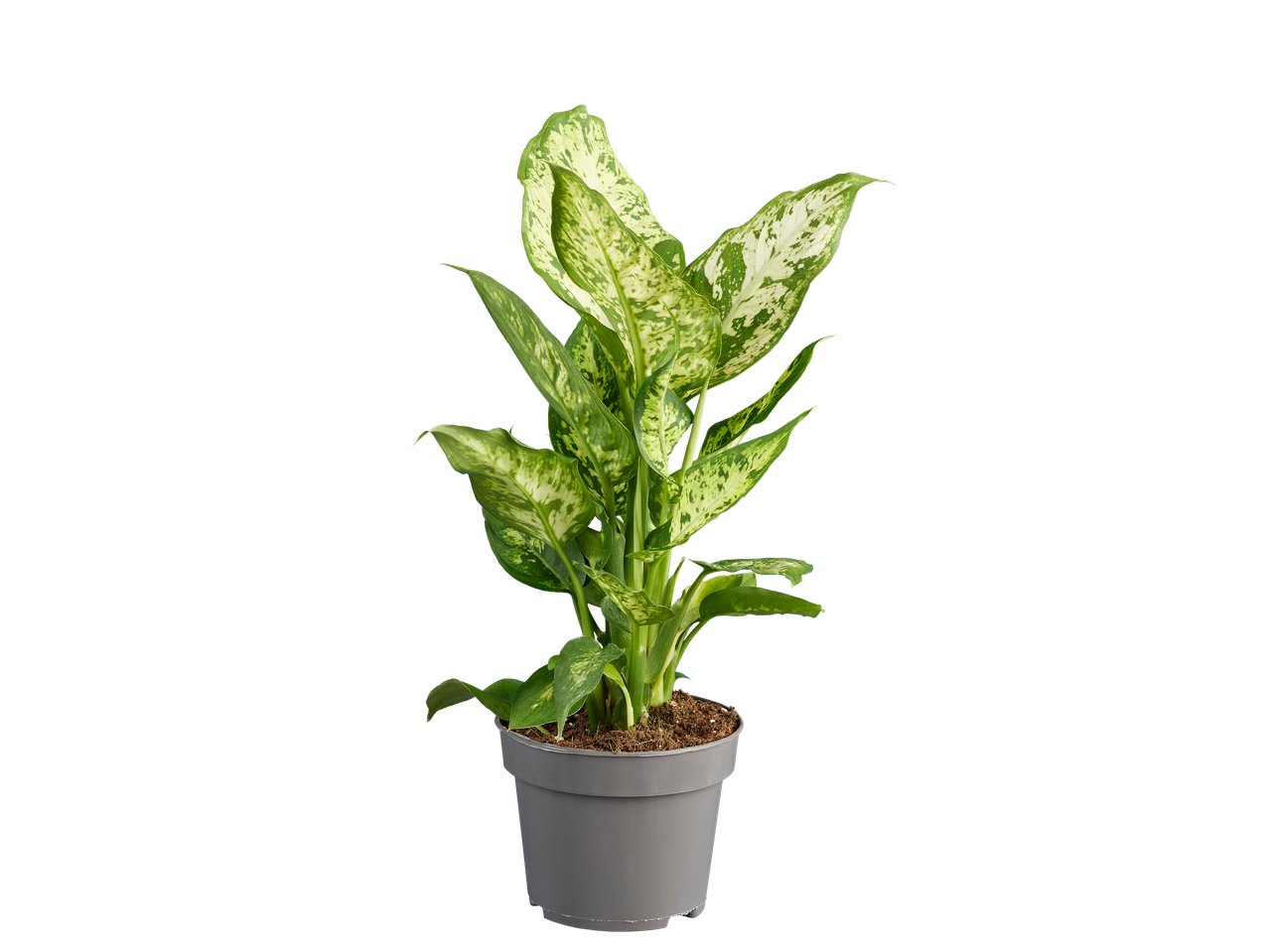 Dieffenbachia plant in een grijze pot op een zwarte achtergrond.