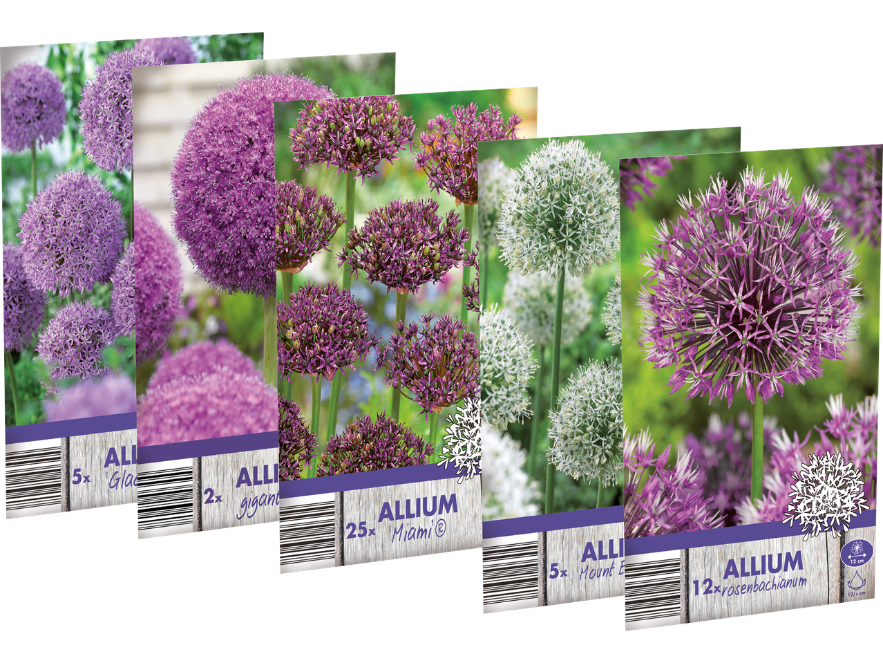 Förpackningar med olika sorters alliumlökar, inklusive 'Rosenbachianum' och 'Miami'.