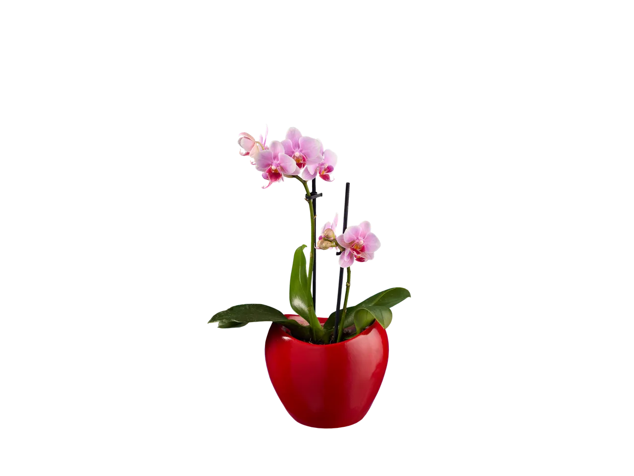 Accesați vizualizarea pe ecran complet: Phalaenopsis în ghiveci ceramic - Imagine 5