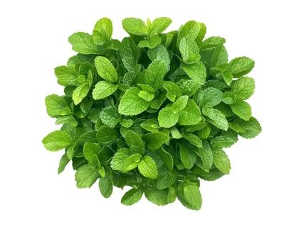 Friss menta