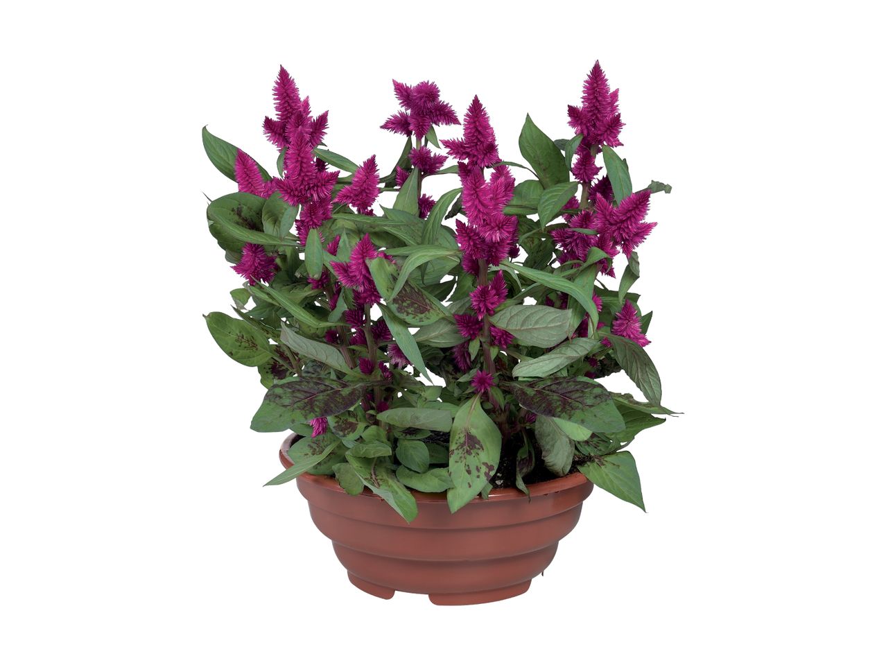 En potteplante med mørkerøde blomster.