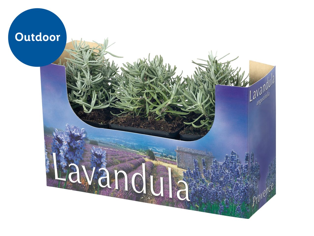 Lavender plants in a decorative box with a lavender field and a house, labeled 'Outdoor'.