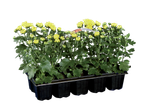 Een tray met zes kleine gele chrysantenplantjes.