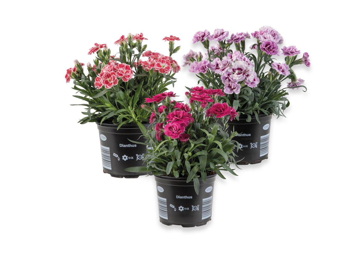 Tre vasi di Dianthus Adorables in diverse tonalità.