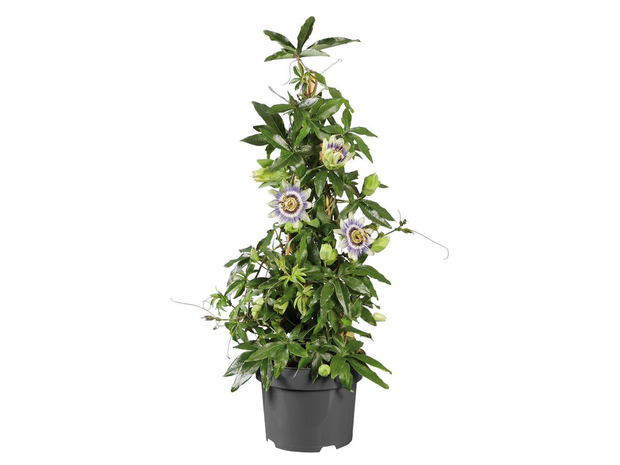 Plante de la passion en pot avec des fleurs violettes et blanches