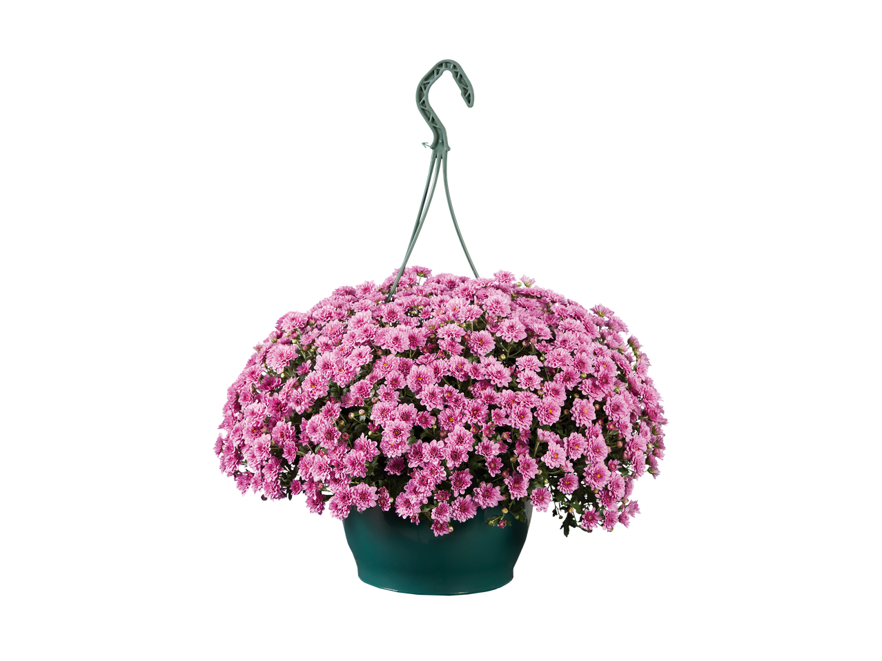 Roze chrysanten in een hangpot.