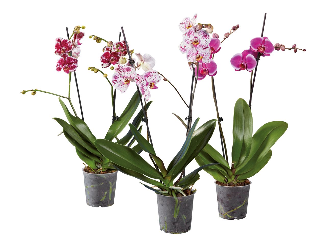 Drei Phalaenopsis-Orchideen in verschiedenen Farben in einzelnen Töpfen.