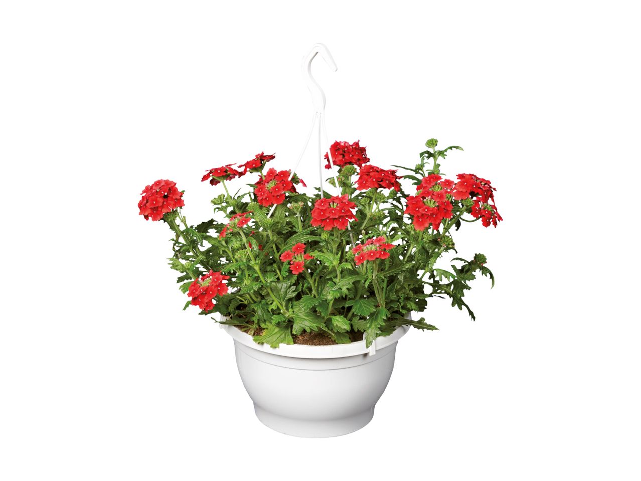 Hængende kurv med røde blomster og grønne blade i en hvid potte.