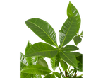 Folhas verdes de uma planta em fundo preto.