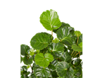 Folhas verdes de uma planta em fundo preto.