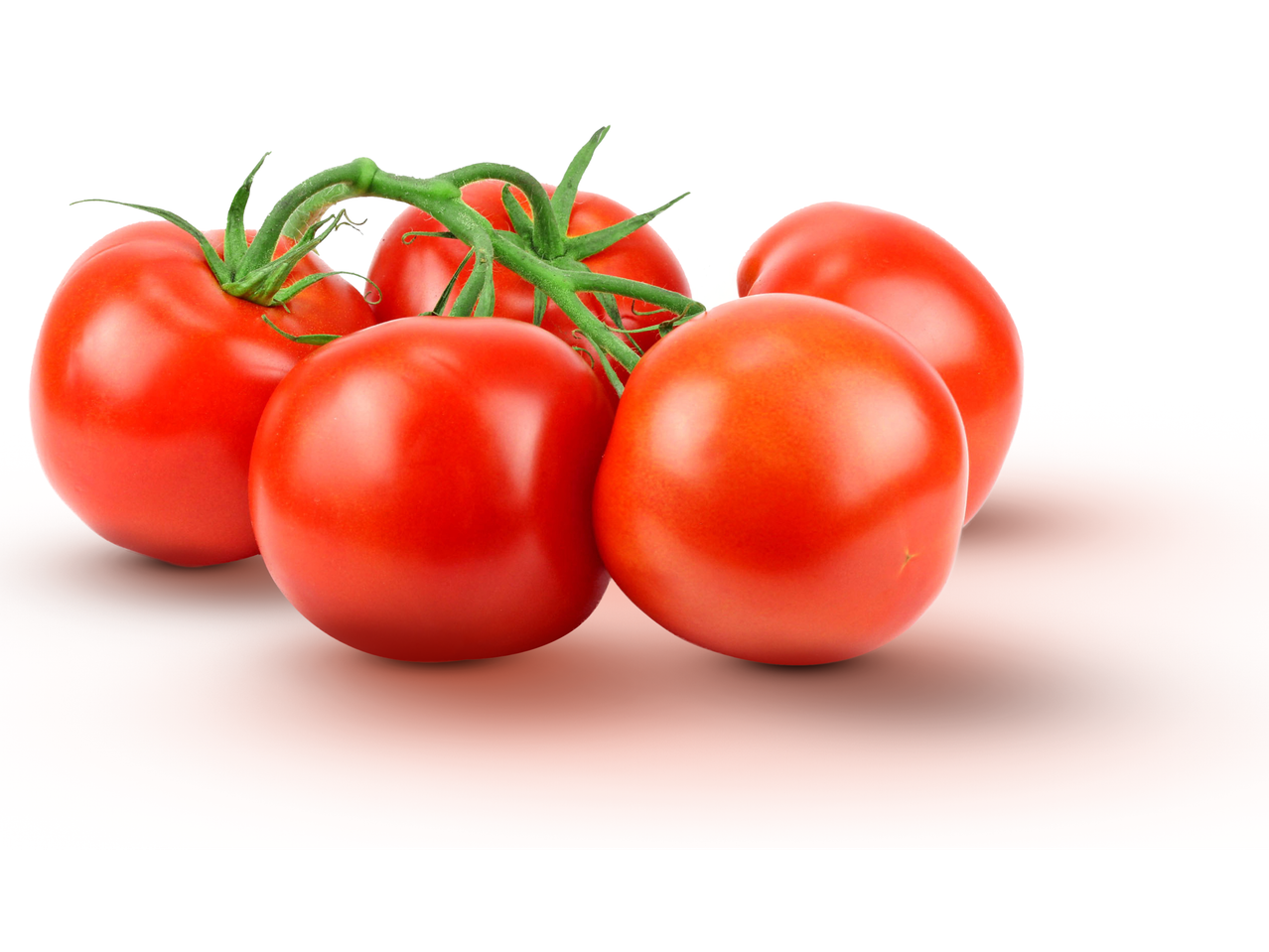 Ripe red tomatoes on the vine.