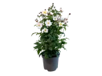 Herfst-anemoon in pot met witte bloemen en knoppen