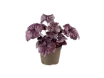 Heuchera plant in een bruine pot.