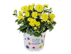 Een pot met gele chrysanten van Seasonal Colours.