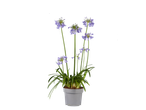 Bloeiende Agapanthus met lavendelkleurige bloemen in een grijze pot op zwarte achtergrond.