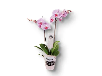 Phalaenopsis