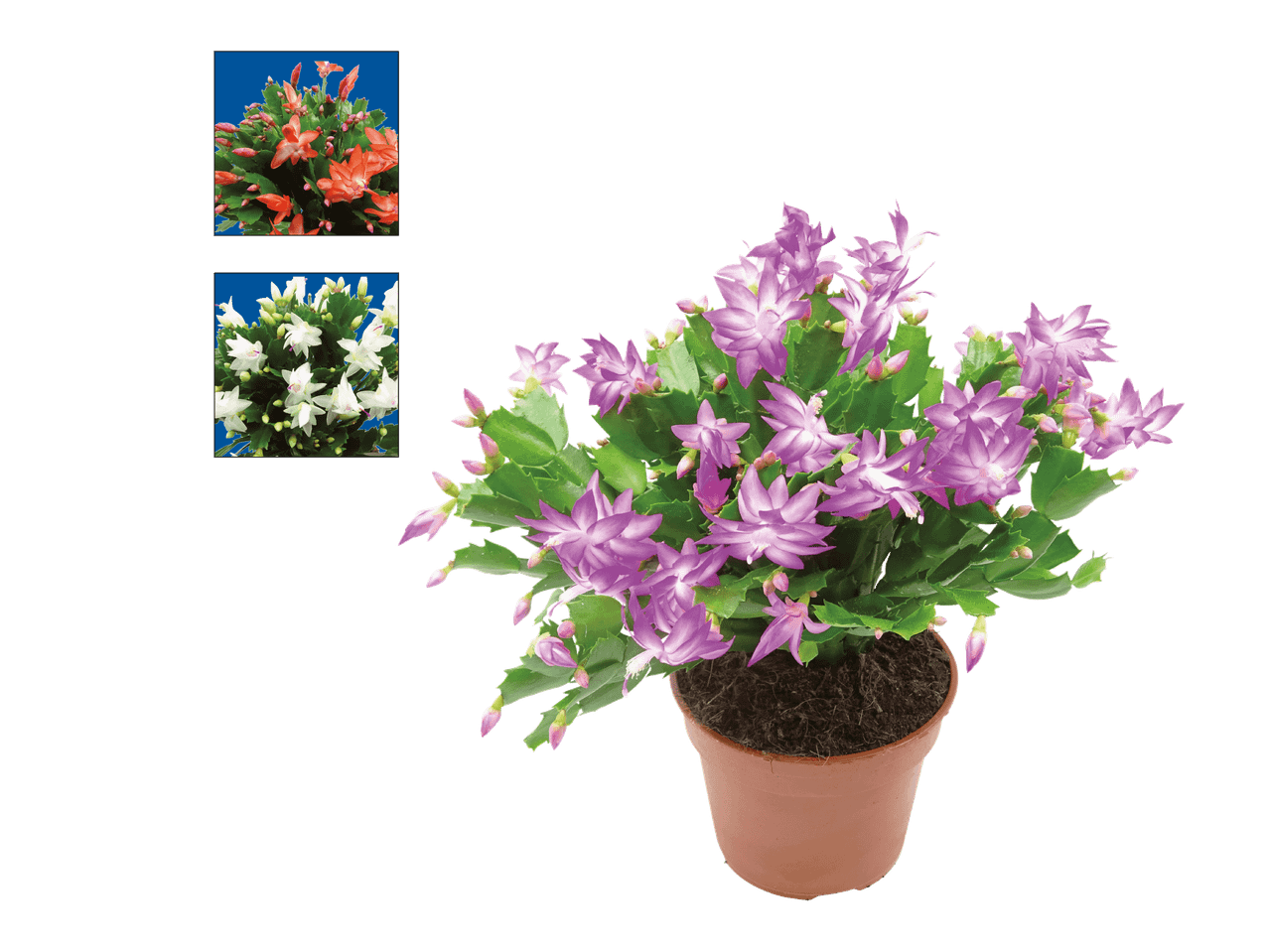 Joulukaktus ruukussa, saatavilla myös oranssina ja valkoisena.