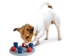 Jack Russell terrier a brincar com um brinquedo de inteligência ZOOFARI com copos azuis e vermelhos.