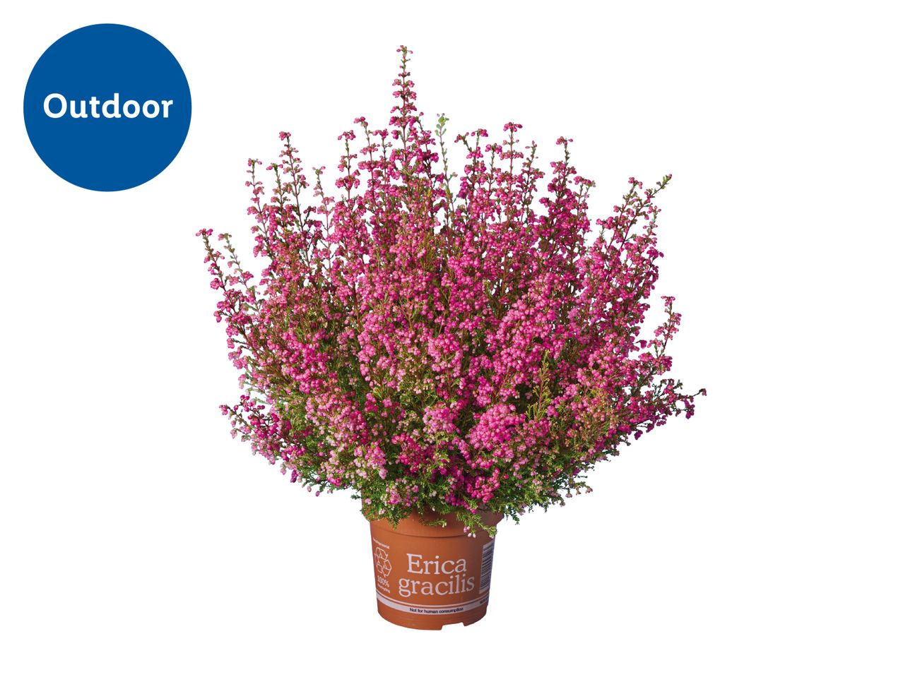 Potted pink heather plant labeled 'Erica gracilis' for outdoor use.