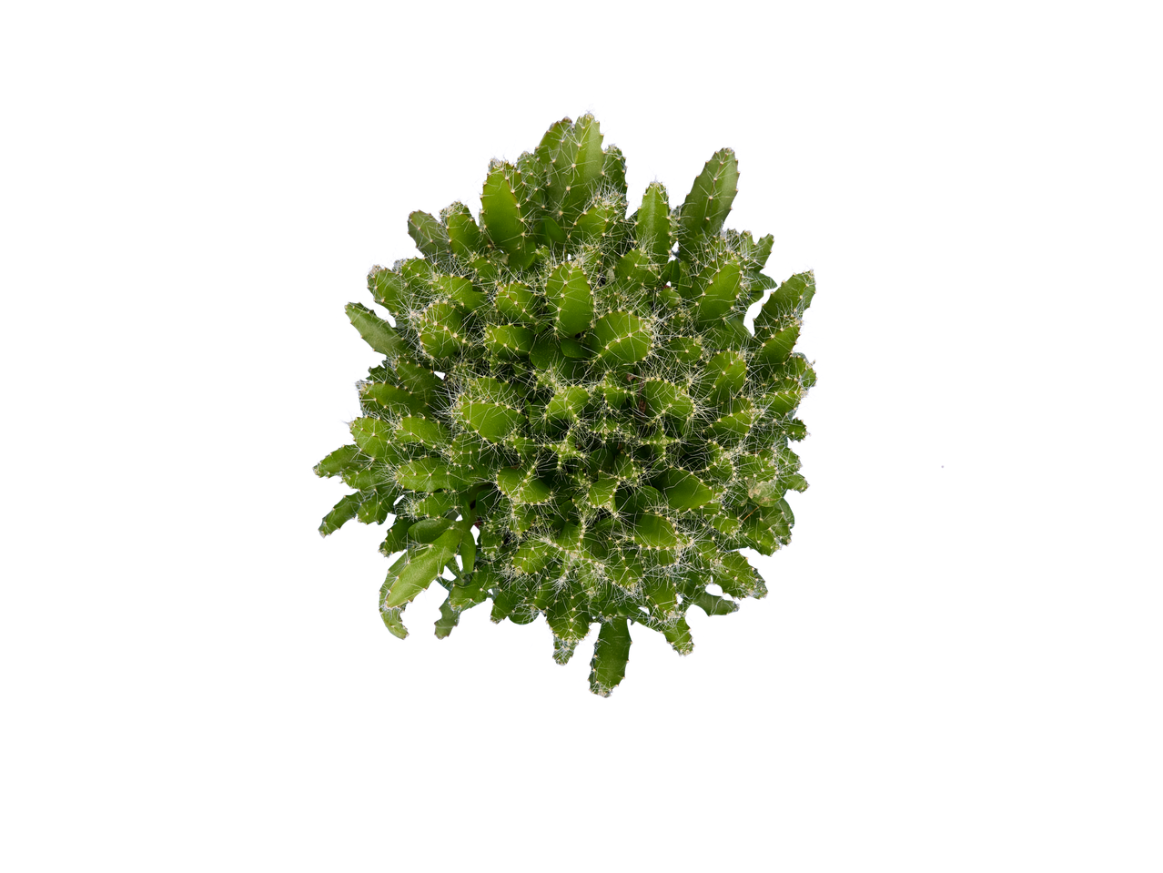 Cacto verde suculento com finos pêlos brancos.