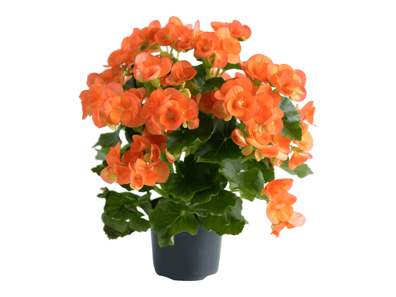 Kotimainen ruusubegonia