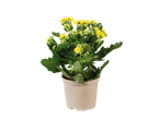 Planta de Kalanchoe em um vaso bege.