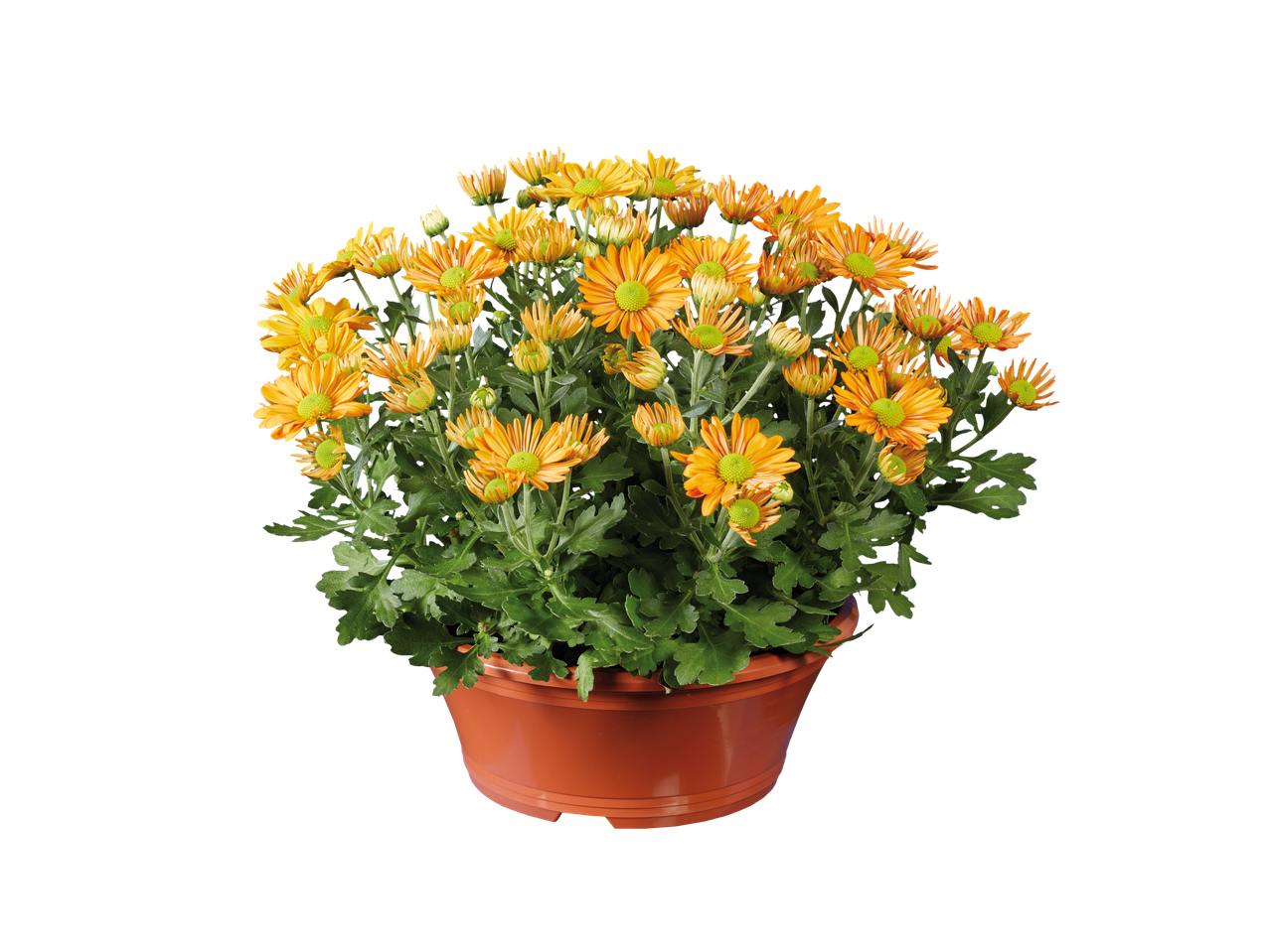 Oranje chrysanten in een pot.
