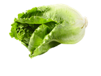 Alface romana fresca e suculenta.