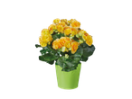 Yellow begonia in a light green pot.