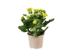 Planta de Kalanchoe em um vaso bege.